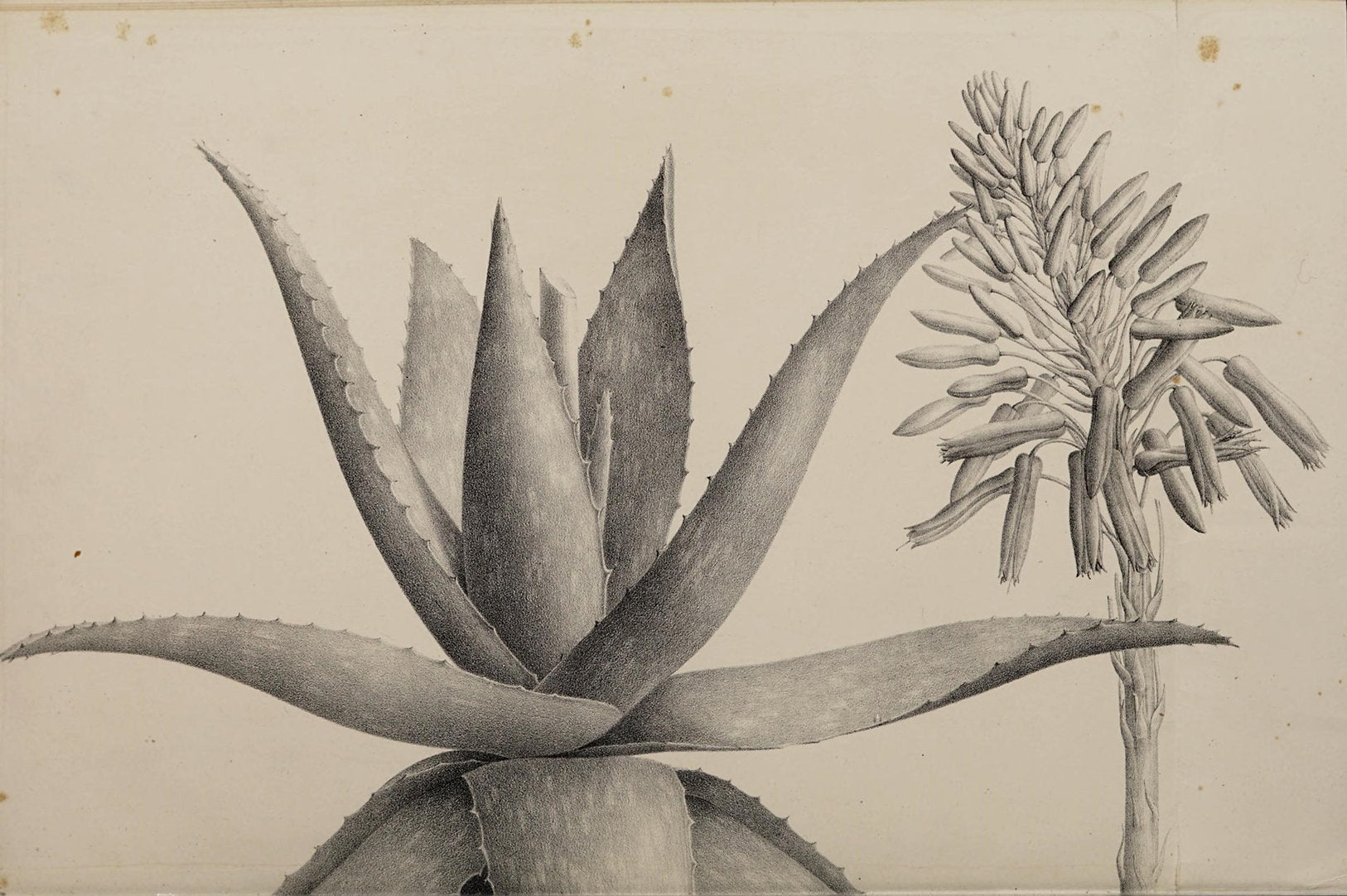 Aloe (Picta) Print