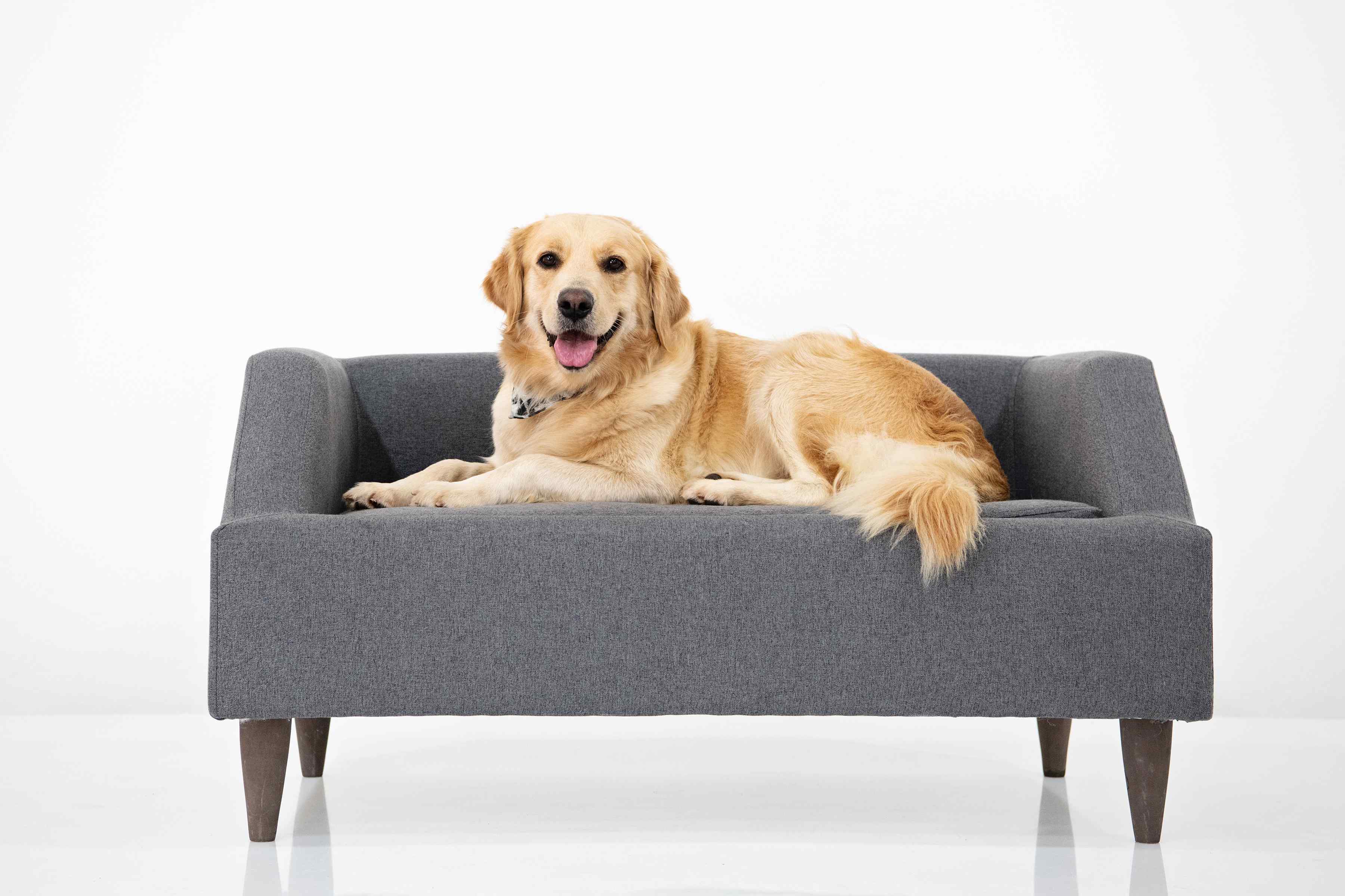 Pets_FurryKids_PetFurniture_Dogbeds_DogSofa