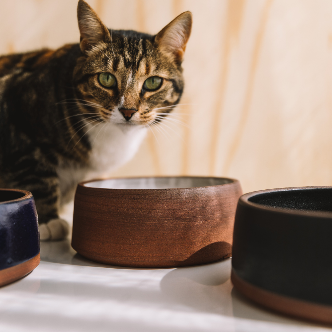 Pets_Furrykids_Bowls_Terracotta