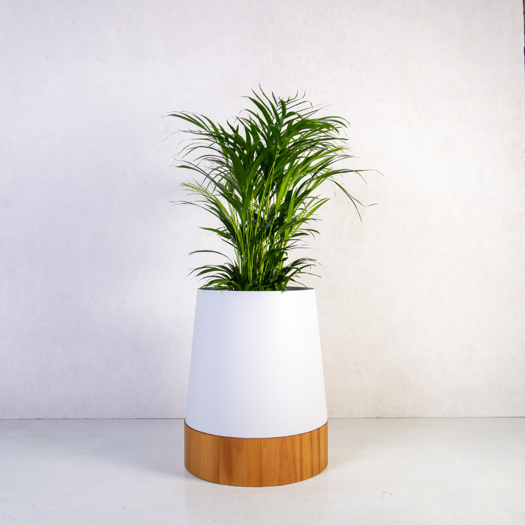 Planters_Indoor_Outdoor_Whiite_Iroko