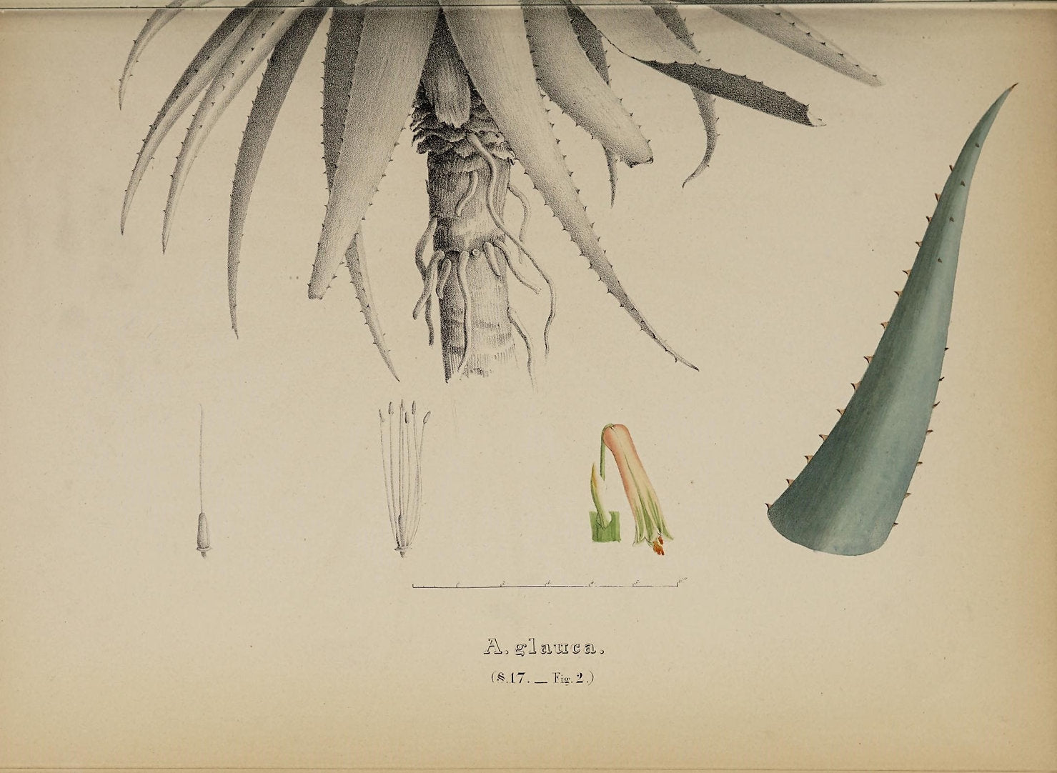 Aloe (Glauca) Print