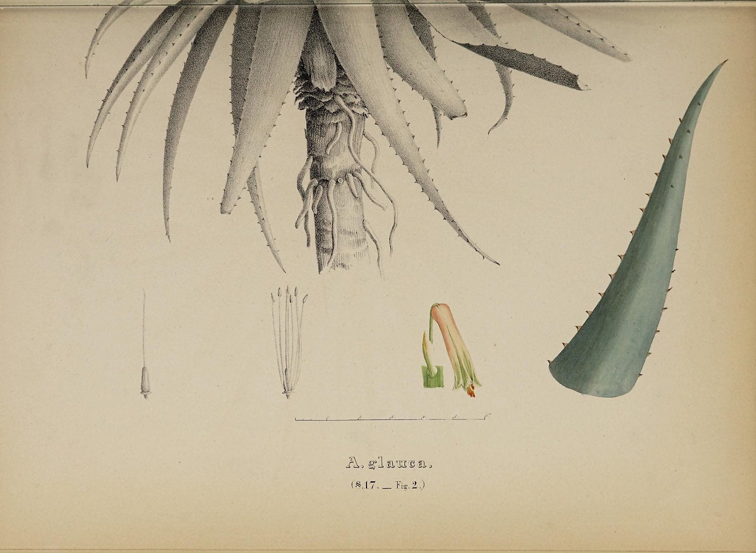 Aloe (Glauca) Framed Print