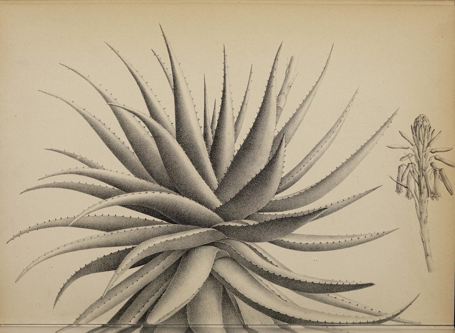 Aloe (Glauca) Print